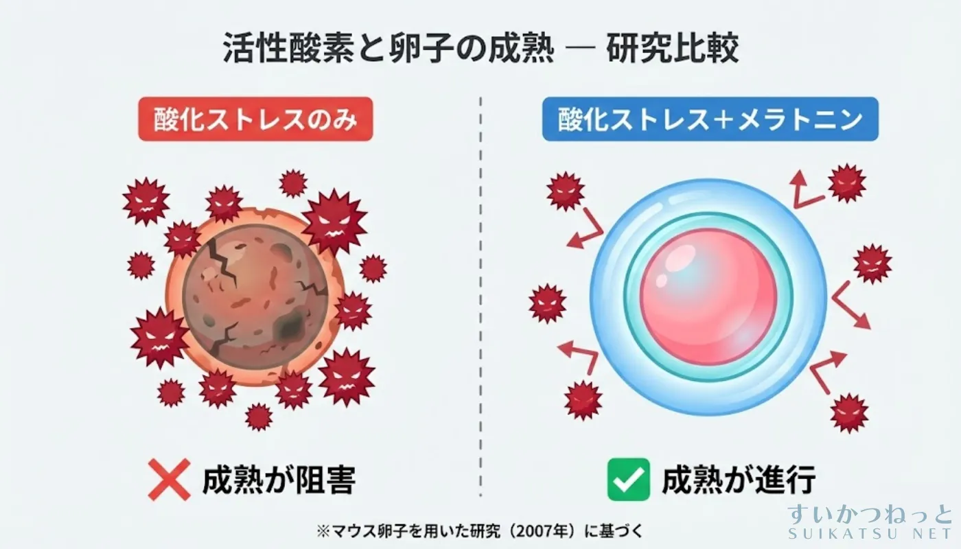 活性酸素は卵子の成熟を妨げる可能性が2007年の研究で示唆