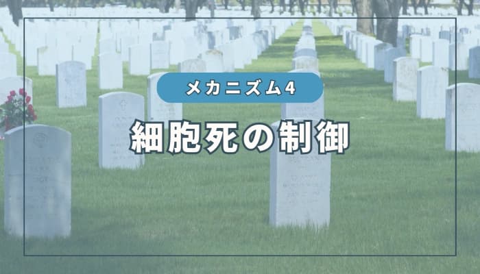 水素のメカニズム④:細胞死の調整作用