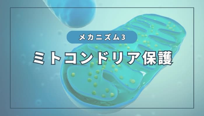 水素のメカニズム③:ミトコンドリア保護作用