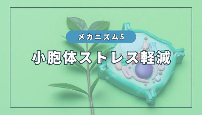 水素のメカニズム⑤:小胞体ストレスの軽減