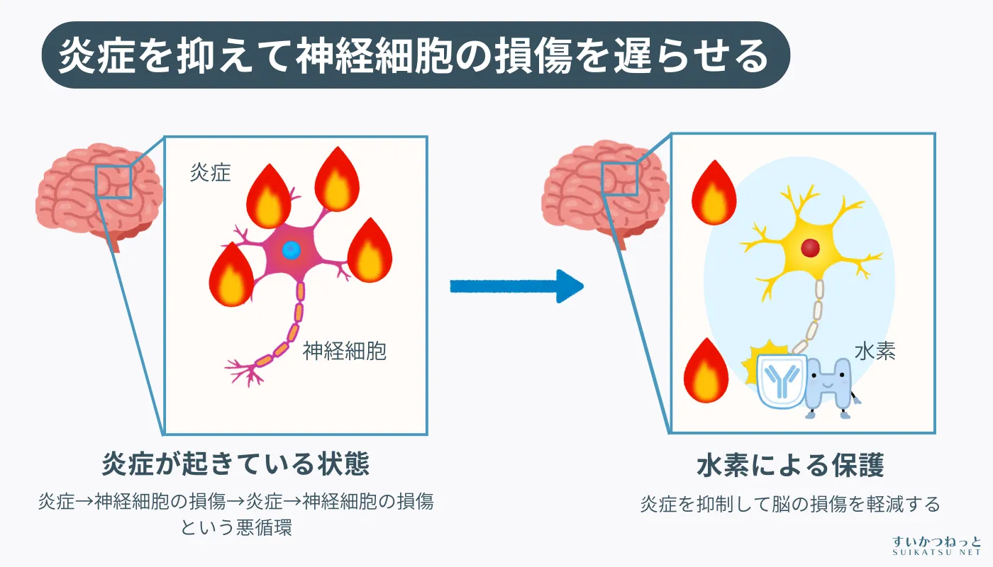 炎症を抑えて脳の神経細胞の損傷を遅らせる|「水素健康活用研究所」イラスト解説