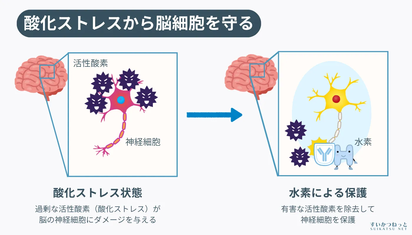 細胞にダメージを与える酸化ストレスから脳を守る|「水素健康活用研究所」イラスト解説
