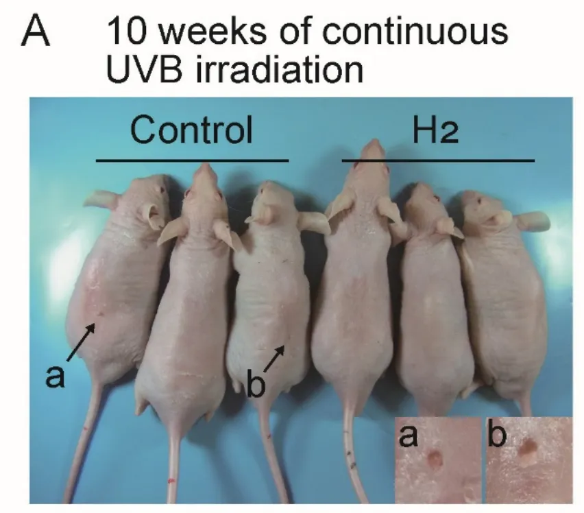 UVB照射10週目のマウス背面。対照群に比べ水素群では腫瘍が少ない(Hori et al., 2026, Fig.2Aより引用)
